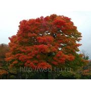 Сеянцы дуба красного 1-2 года фотография