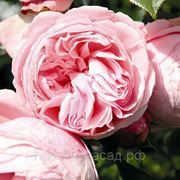 Роза плетистая Giardina фото