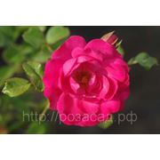 Почвопокровная роза Rody фото