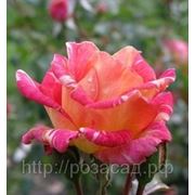 Роза чайно-гибридная Caribia фотография