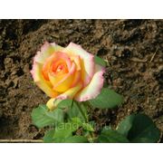 Сорт "Амбианс (Ambiance)" цветы и саженцы роз
