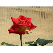 Сорт "Френдшип (Friendship ® Meilambra)" цветы и саженцы роз