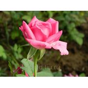 Сорт “Саманта (Samantha)“ цветы и саженцы роз фотография