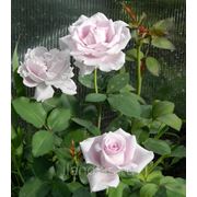 Сорт "Майнцер Фастнахт (Mainzer Fastnacht)" цветы и саженцы роз
