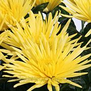 Хризантема Анастасия (лат. Chrysanthemum 'Anastasia')