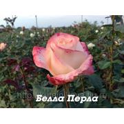 Саженцы роз сорта Белла Перла фото