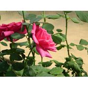 Сорт "Юрианда" цветы и саженцы роз