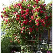 Саженцы плетисто-красной розы фото