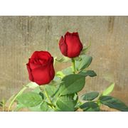Сорт “Престиж“ цветы и саженцы роз фотография