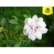 Роза Флорибунда / Rosa floribunda Kimono (контейнер 3л) фото