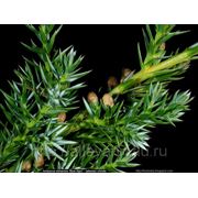 Можжевельник китайский / Juniperus chinensis Blue Alps (контейнер 5л) фото