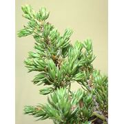 Можжевельник обыкновенный / Juniperus communis Repanda (Высота 60-80см)