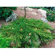 Можжевельник китайский Грин Карпет / Juniperus chinensis Green Carpet (саженцы, С-2)