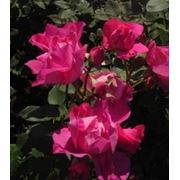 Роза флорибунда Cyclamen фотография