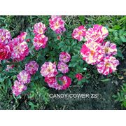 Роза флорибунда Candy Cover фото
