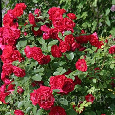 Парковая роза Hansaland в Санкт-Петербурге (Саженцы роз) - Садовый центр на Bizorg.su