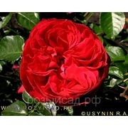 'Эрик Таберли' (Red Eden Rose) фотография
