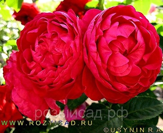 Аскот (Ascot) в Ряжске (Саженцы роз) - Питомник Розы и Сад - саженцы ...