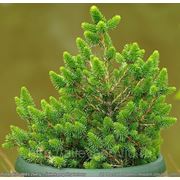 Ель обыкновенная / Picea abies Wills Zwerg (контейнер 2л) фотография