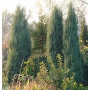 Мож-ник скальный / Juniperus scopulorum Blue Arrow (контейнер 2л) фото