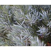 Мож-ник чешуйчатый / Juniperus squamata Meyeri (контейнер 25л) фотография