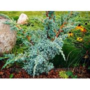 Можжевельник Чешуйчатый Мейери / Juniperus squamata Meyeri (саженцы, С-2, H 50-60)