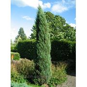 Можжевельник Скальный Блу Арроу / Juniperus scopulorum Blue Arrow (саженцы, RB, H 200-250) фото