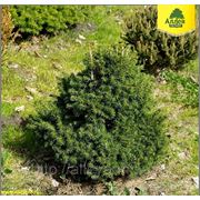Ель обыкновенная / Picea abies Tompa (контейнер 10л) фотография