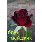 саженцы кустарники роз Блек меджик. фото