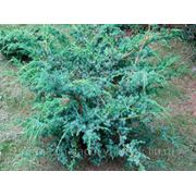 Можжевельник Китайский Блу Альпс / Juniperus chinensis Blue Alps (саженцы, С-5) фото