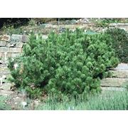 Сосна кедровая / Pinus cembra (контейнер 2л) фотография