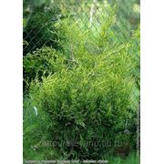 Можжевельник китайский / Juniperus chinensis Kuriwao Gold (контейнер 10л) фото