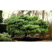 Сосна обыкновенная / Pinus sylvestris Watereri (высота 100-120см) фото