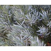 Можжевельник чешуйчатый Мейери (контейнер 25л) фото