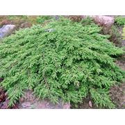 Можжевельник обыкновенный / Juniperus communis Green Carpet (контейнер 10л) фото