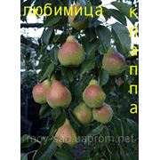 Саженцы плодовых деревьев груш летнего срока созревания“Любимица Клаппа“ от производителя, мой сад пром уа. фото