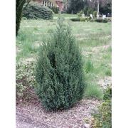 Можжевельник китайский / Juniperus chinensis Stricta (контейнер 10л) фотография