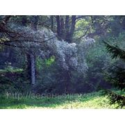 Ива серебристая (Salix alba).Высота 1.5-2м,2-3м. фото