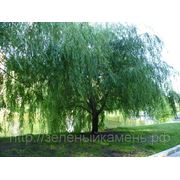 Ива плакучая (Salix babylonica).Высота 1.5-2м,2-3м. фото
