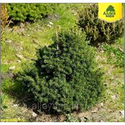 Ель обыкновенная / Picea abies Tompa (контейнер 2л) фотография