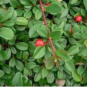 Кизильник Даммера / Cotoneaster dammeri Eichholz (P9 посадка 2010) фотография