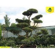 Сосна черная / Pinus nigra (бонсай) тип 4 (Бонсай. Высота 200-300см тип 4) фотография