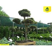 Сосна черная / Pinus nigra bonsai (Бонсай. Высота 200-300см тип 2) фотография