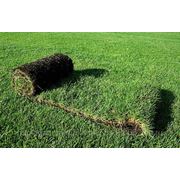 Рулонный газон «Стандарт» в Перми
