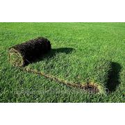 Рулонный газон «Премиум» в Тюмени фотография