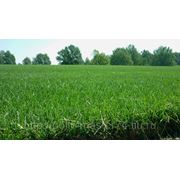 Рулонный газон “Элитный“. Готовый, натуральный, живой газон в рулонах. фотография