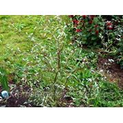 Ива извилистая (Salix babylonica var.tortuosa).Высота 1.5-2м,2-3м. фотография
