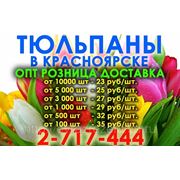 Тюльпаны оптом Красноярск