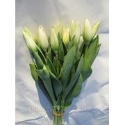 Тюльпаны оптом к 8 марта, недорого и качественно