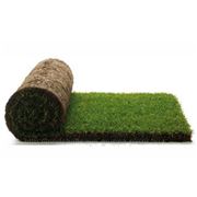 Рулонный газон “Парковый“ (для затененных участков) фото